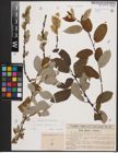 Foto von Salix caprea L.